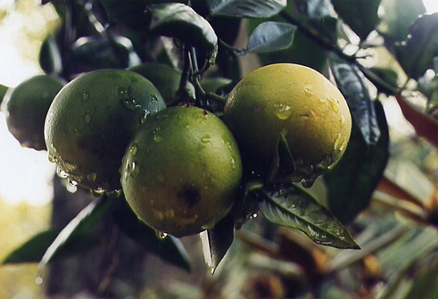 Apples After a Rain