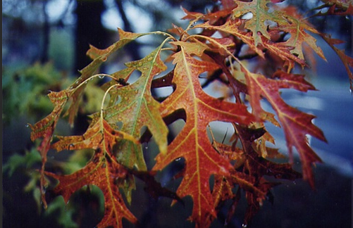 Autumn Maple Leaf