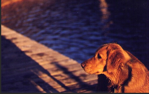 Golden Retriever at Sunset