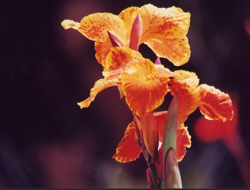 Orange Lily Close Up 