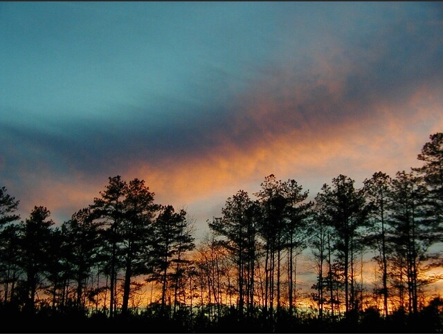 Sunset with Silhouette Trees